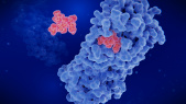 Nirmatrelvir inhibant la protéase de type 3C du coronavirus, essentielle à la maturation du virus.